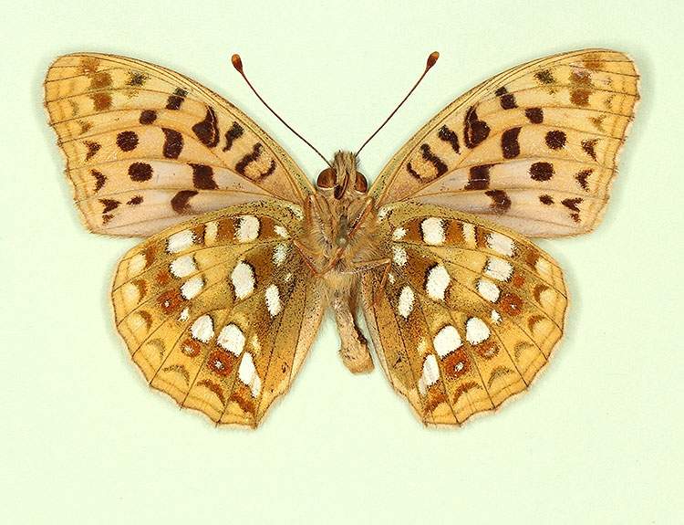 Argynnis adippe male (aberrant form flavescens, verso) (Internet Image property of respective owner, non-commercial use only)
